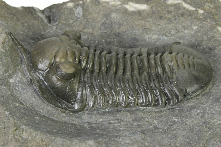 Morocconites Trilobite Fossil - Ofaten, Morocco #323384